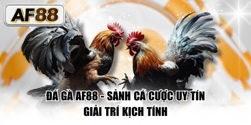 Đá gà AF88