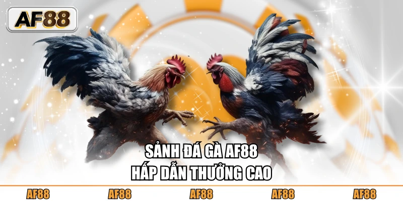 Sảnh đá gà AF88 hấp dẫn thưởng cao